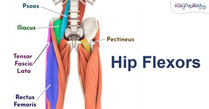 What are the hip flexor muscles?