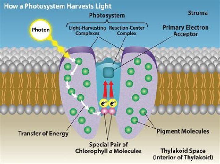 What are the major event in photosystem 1?