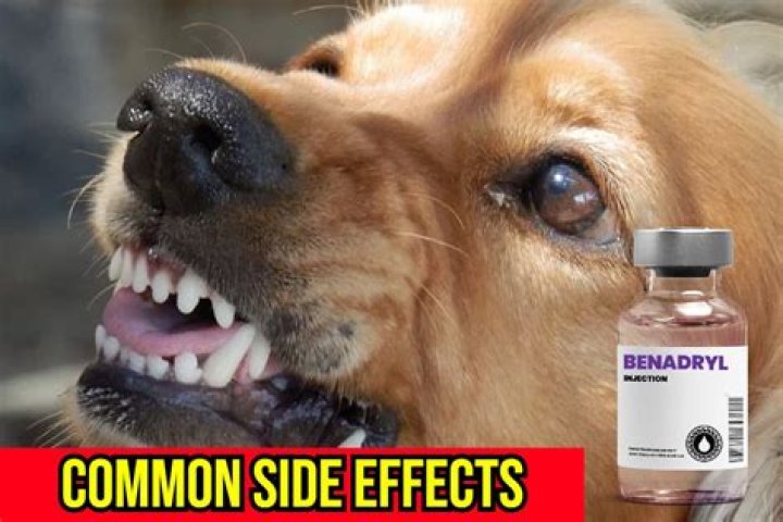 What are the side effects of Benadryl in dogs?