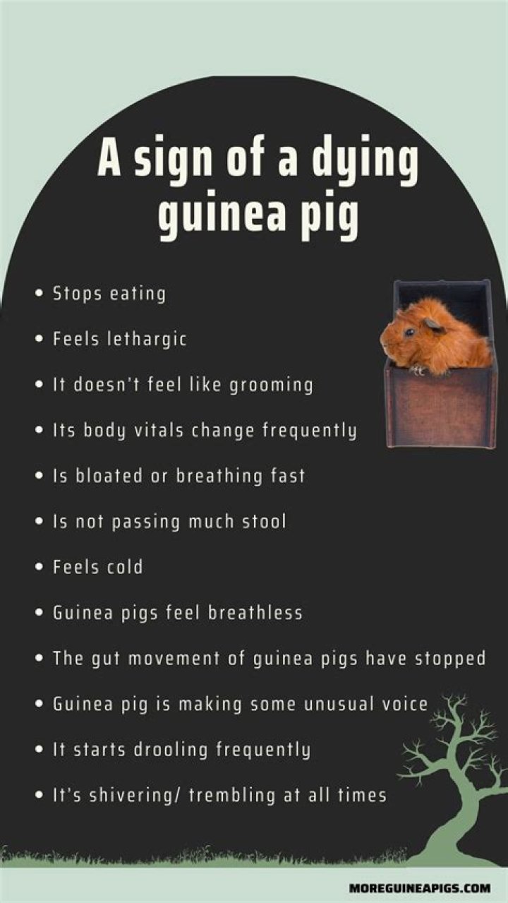 What are the signs of a guinea pig dying?