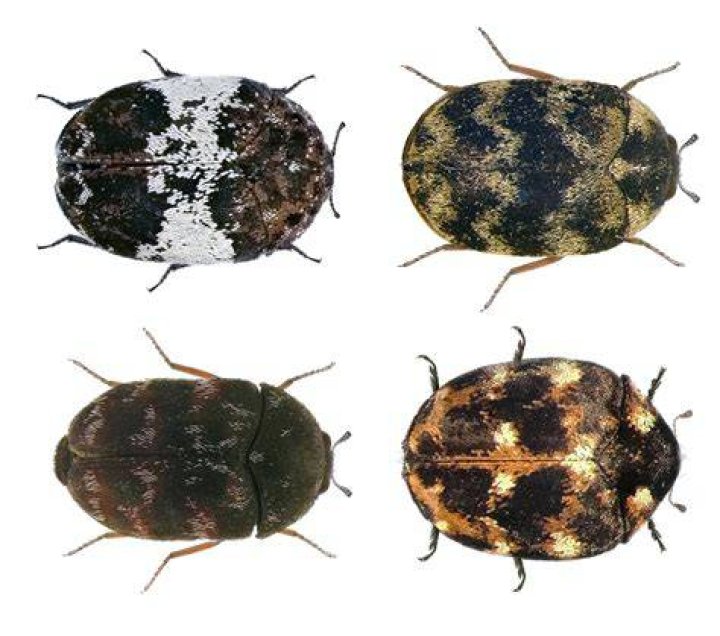 What are the signs of carpet beetles?