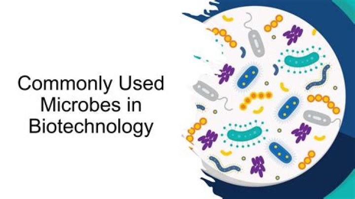 What are the three commonly used microbes in biotechnology?