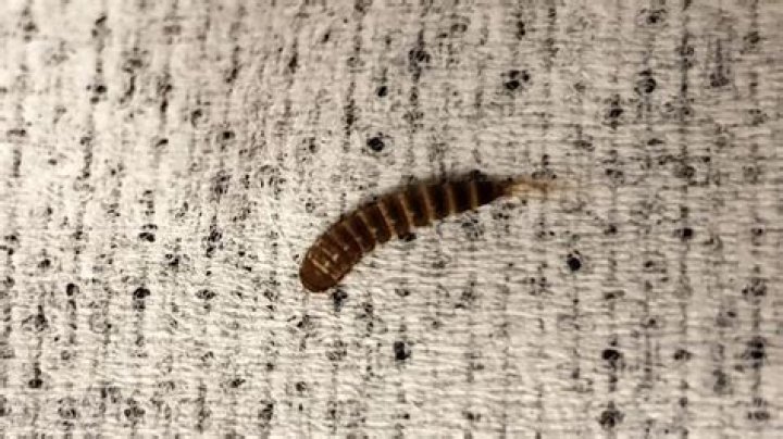 What are the tiny worms in my carpet?