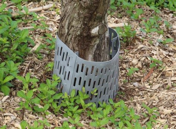 What are the tree laws?