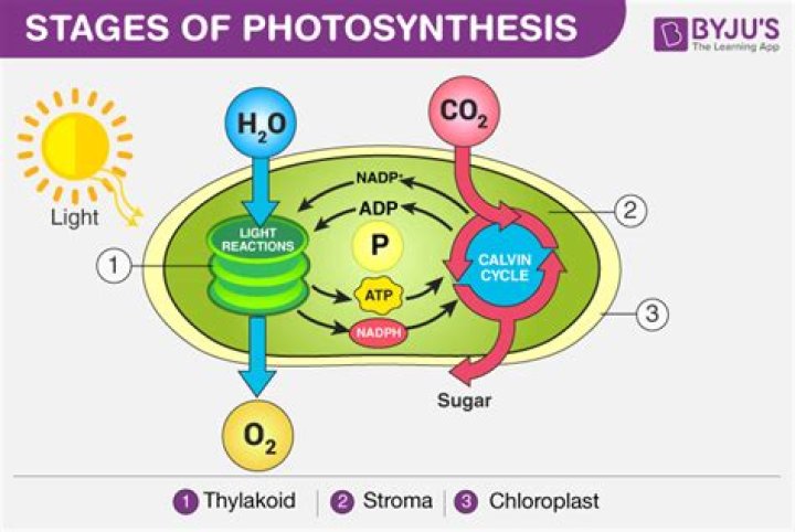 What are the two main stages of photosynthesis quizlet?