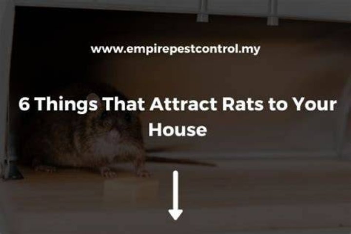 What attracts rats to your house?
