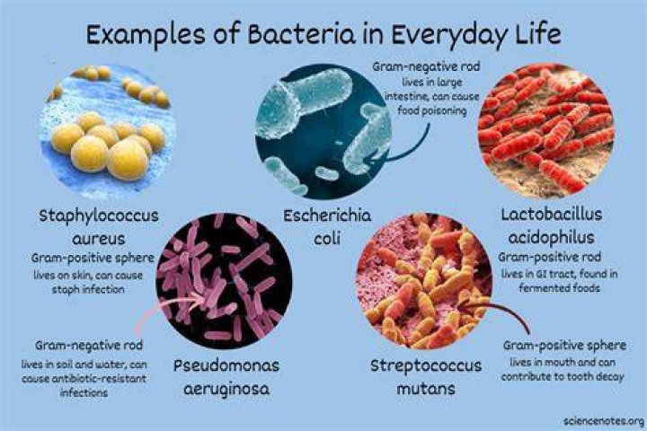 What bacteria is in bottled water?