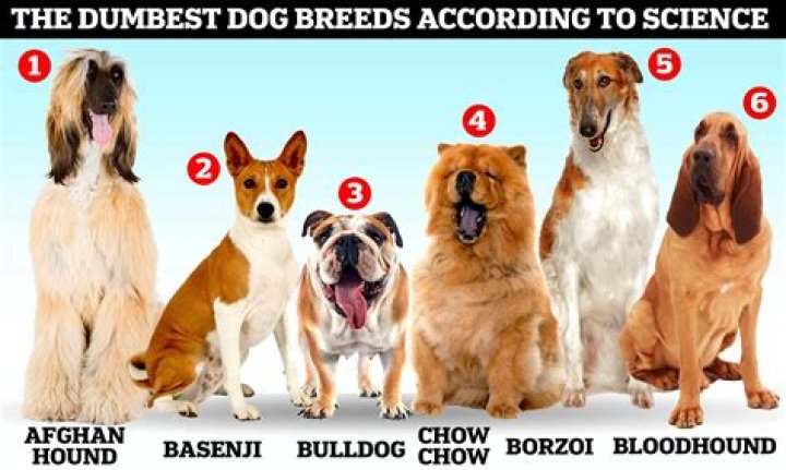 What breed is dog in movie?