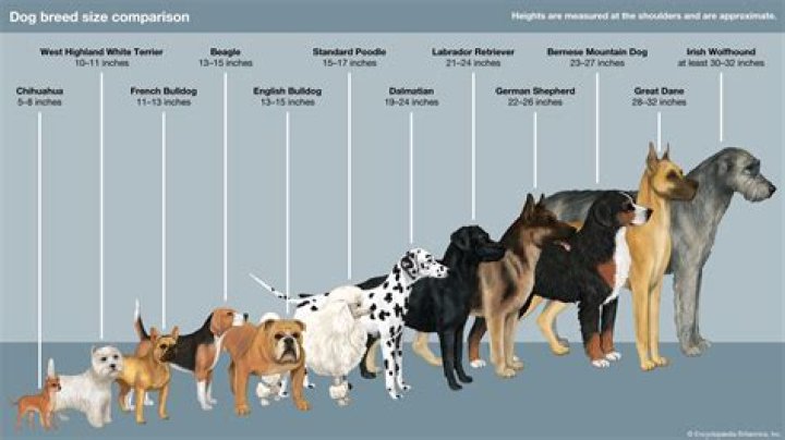 What breed is Tiger Woods dog bugs?