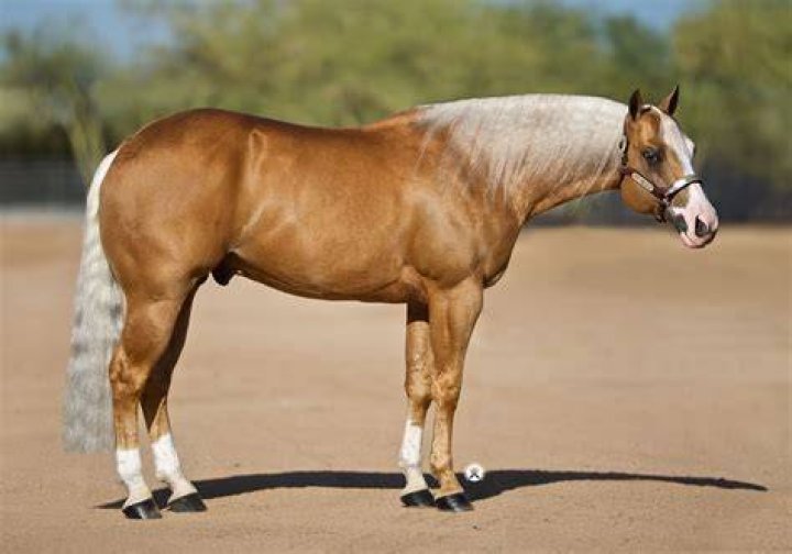 What breed of horse is American Pharoah?