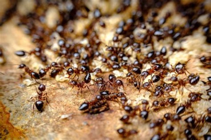 What can eat ants?