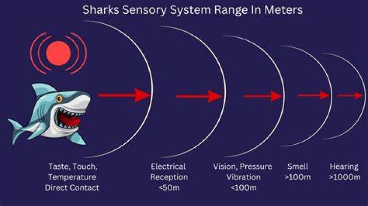 What can sharks sense that human Cannot?
