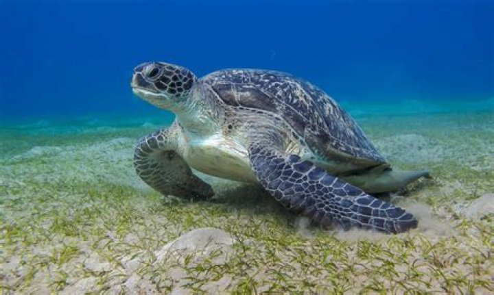 What can turtles see?