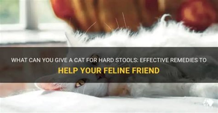 What can you give a cat for hard stools?