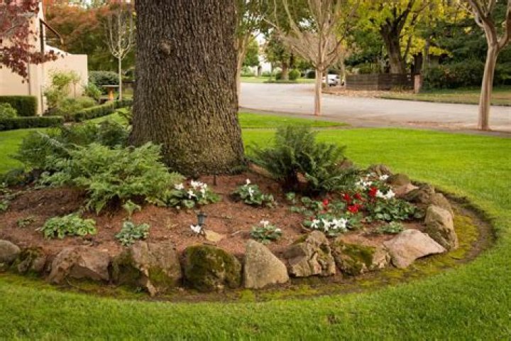 What can you plant around the base of a tree?