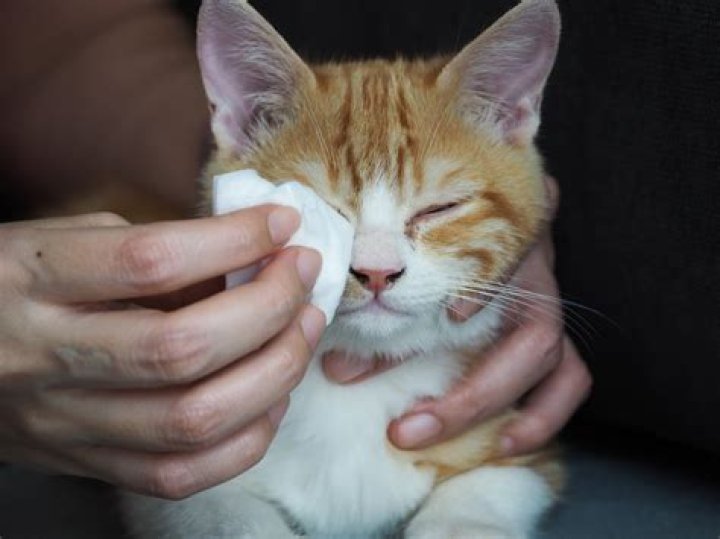 What causes a cat to be cold?
