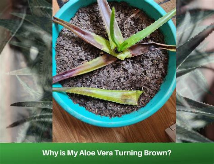 What causes brown tips on aloe vera plant?