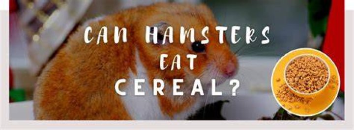 What cereal can hamsters eat?