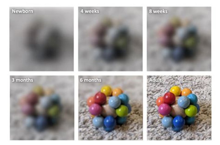 What color does baby see first?