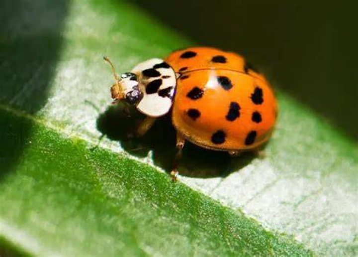 What color is a poisonous ladybug?