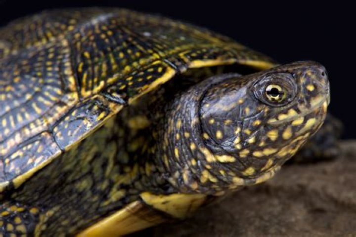 What colors do turtles like?