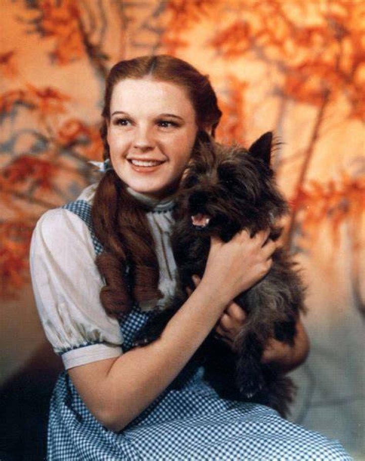 What did Toto do to Dorothy?