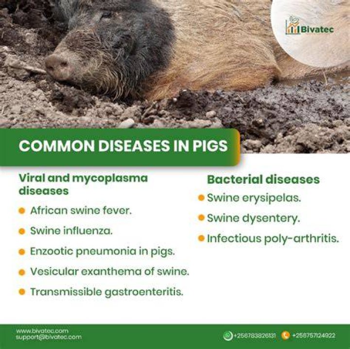 What diseases can you get from wild hogs?