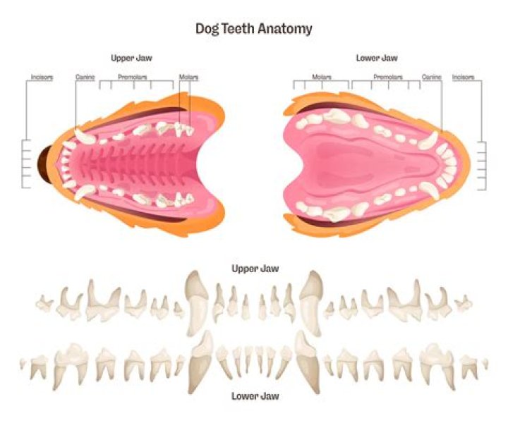 What dissolves plaque on dog's teeth?