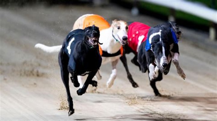 What do dogs chase in dog racing?
