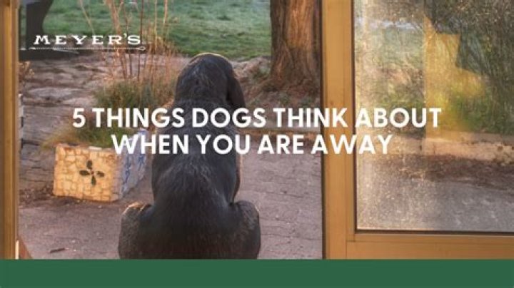 What do dogs think about when you leave?