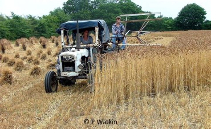 What do farmers do with straw?