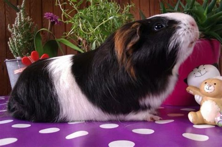 What do guinea pigs like to play with?