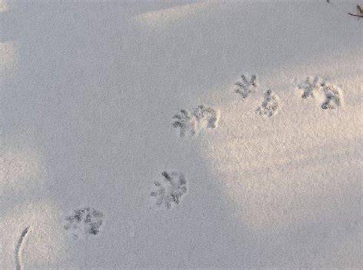 What do opossum footprints look like?