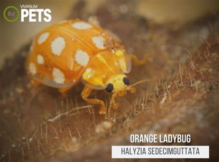 What do orange ladybugs eat?