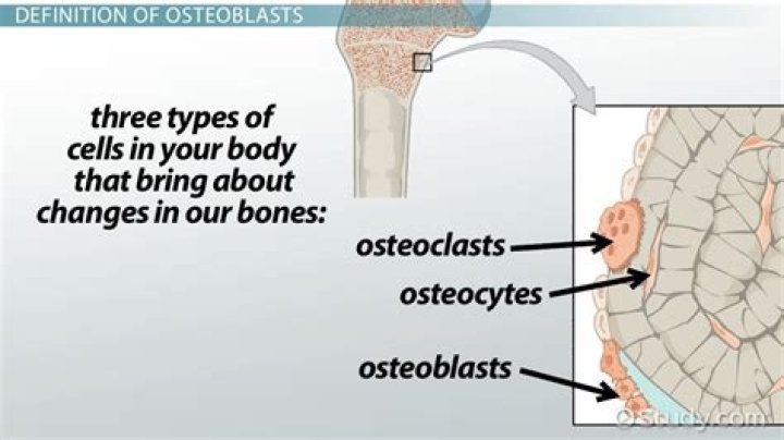 What do osteoblasts produce?