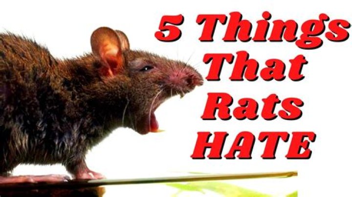 What do rats absolutely hate?