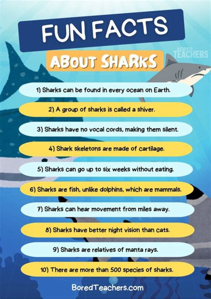What do sharks do for fun?