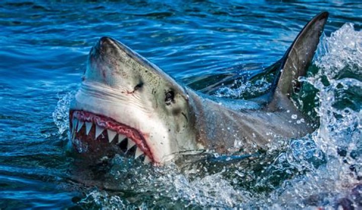 What do sharks hate the most?