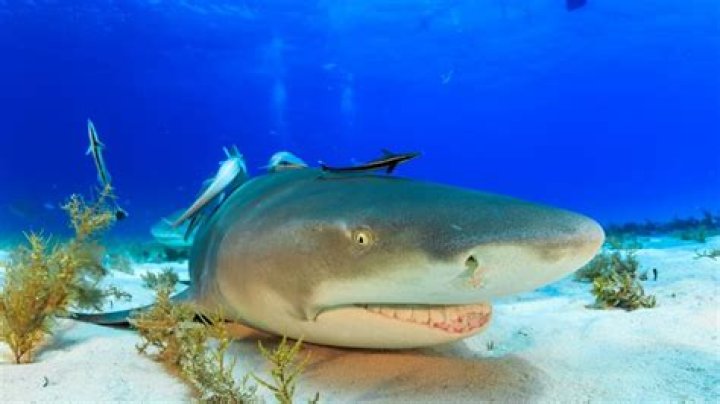 What do sharks think of divers?