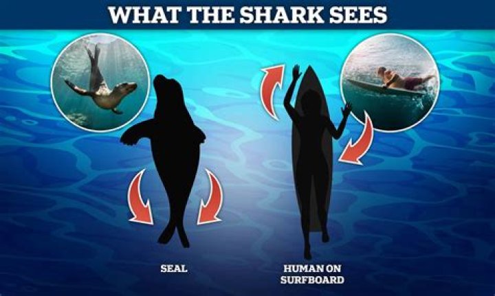 What do sharks think of humans?