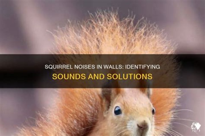 What do squirrels in walls sound like?