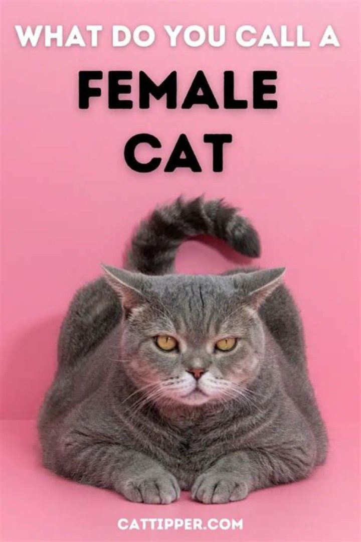What do you call a female cheetah?