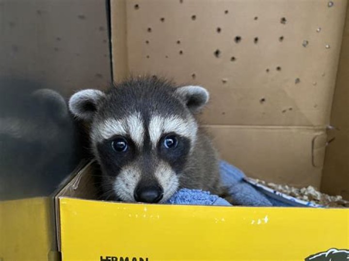What do you do if you find baby bats?