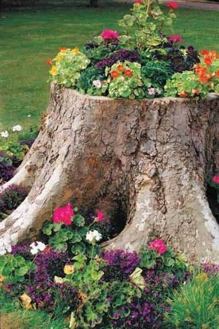 What do you do with tree stumps in your yard?