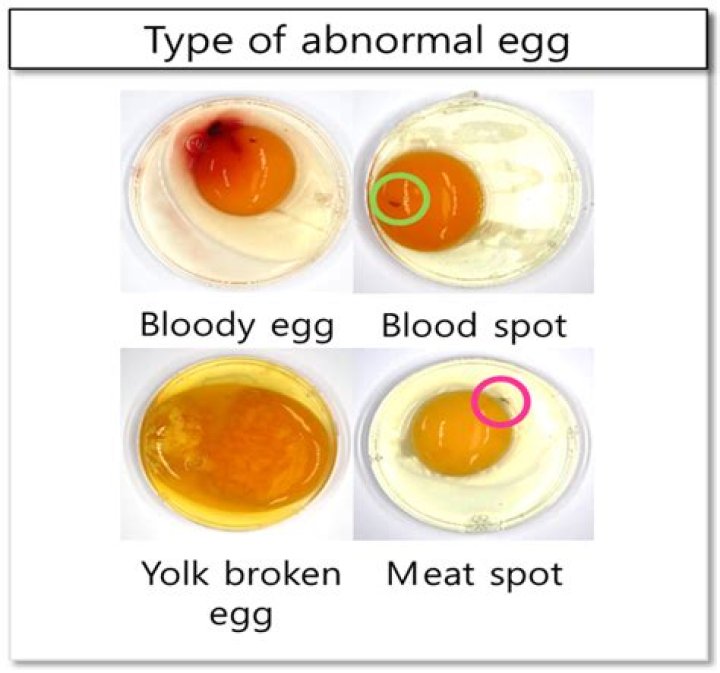 What does a blood ring in an egg mean?