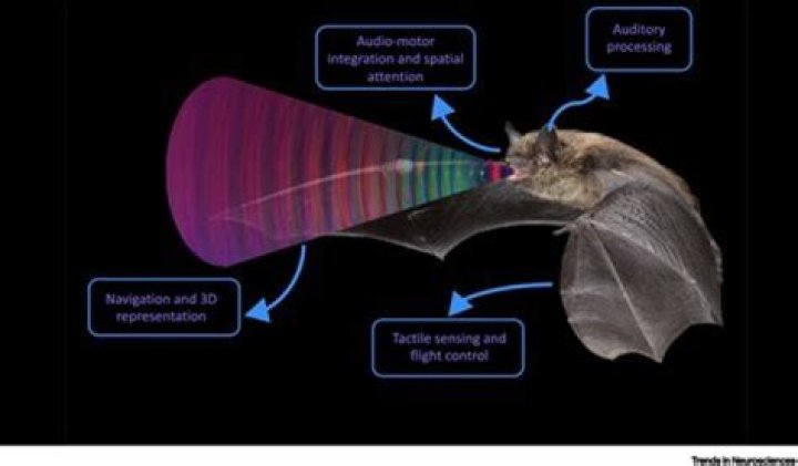 What does a dead bat sound like?