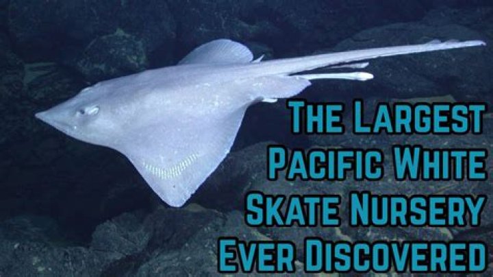 What does a fish called skate look like?