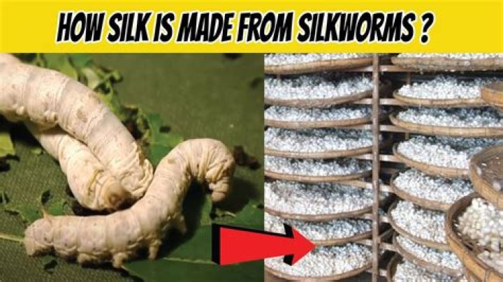 What does a silk worm egg look like?