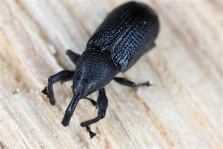What does a weevil look like?