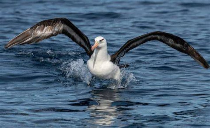 What does albatross around your neck mean?